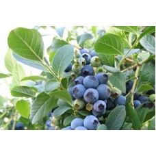 Голубика Блюголд (Bluegold)(горшек 2л)