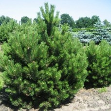 Сосна черная (Pinus nigra) горшок 3л