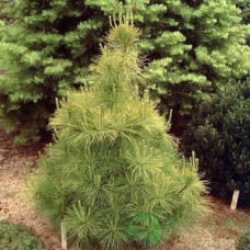 Сосна Веймутова (Pinus strobus) горшок 3 Л