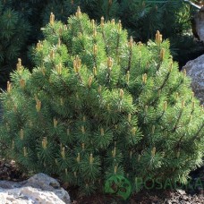 Сосна горная (Pinus mugo) горшок 3л