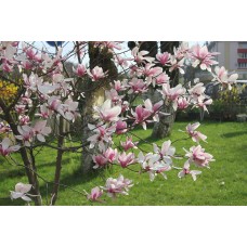 Магнолия "Magnolia soulangeana"