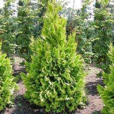 Кипарисовик Лавсона Ивонне 3L