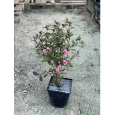 Вейгела Александра (горшок 2L)