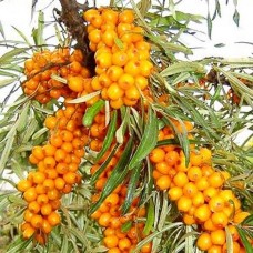 Облепиха самоопыляющаяся 
